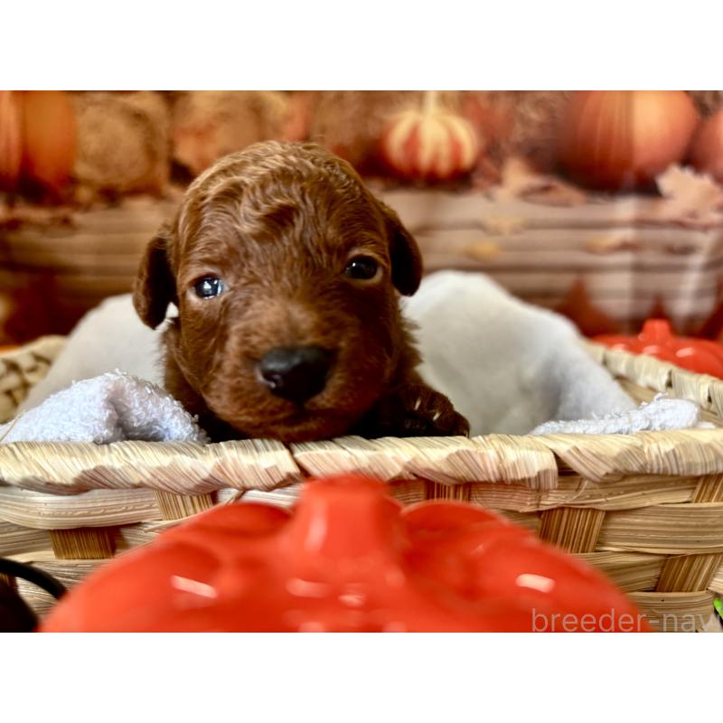 販売中の栃木県のトイプードル-423194