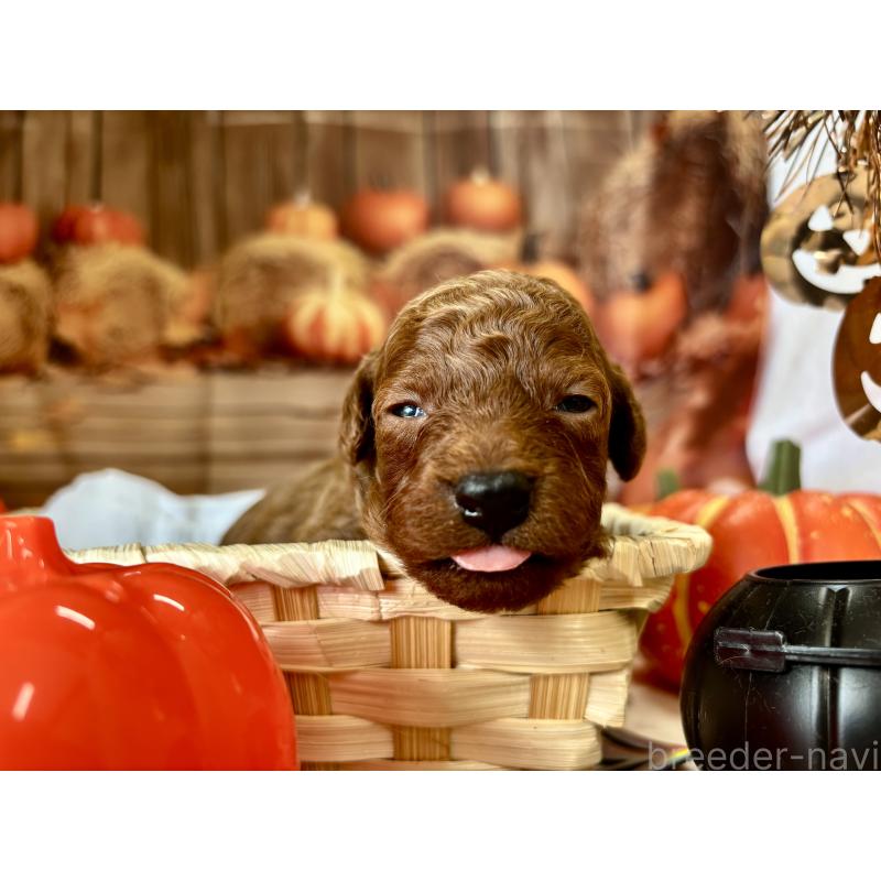 販売中の栃木県のトイプードル-423194の5枚目