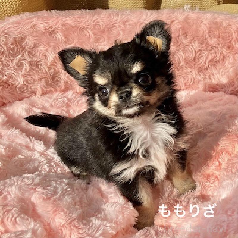 販売中の群馬県のチワワ(ロングコート)-423148の3枚目