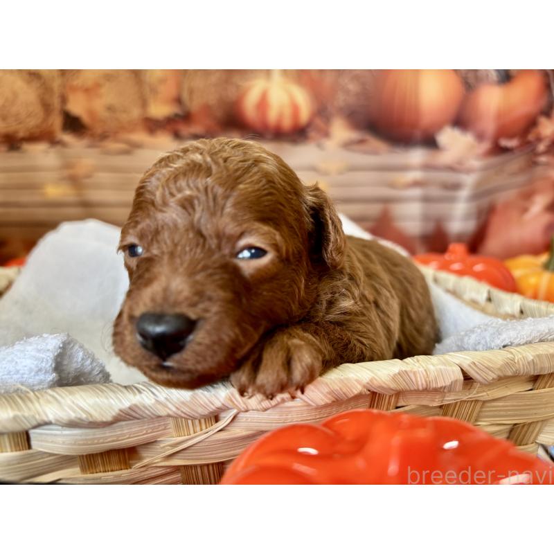 販売中の栃木県のトイプードル-423194の4枚目