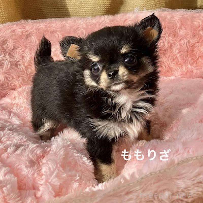 販売中の群馬県のチワワ(ロングコート)-423148