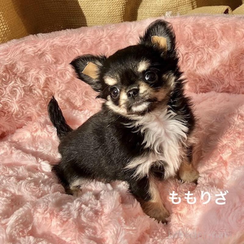 販売中の群馬県のチワワ(ロングコート)-423148の2枚目