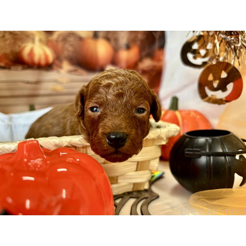 販売中の栃木県のトイプードル-423194の3枚目