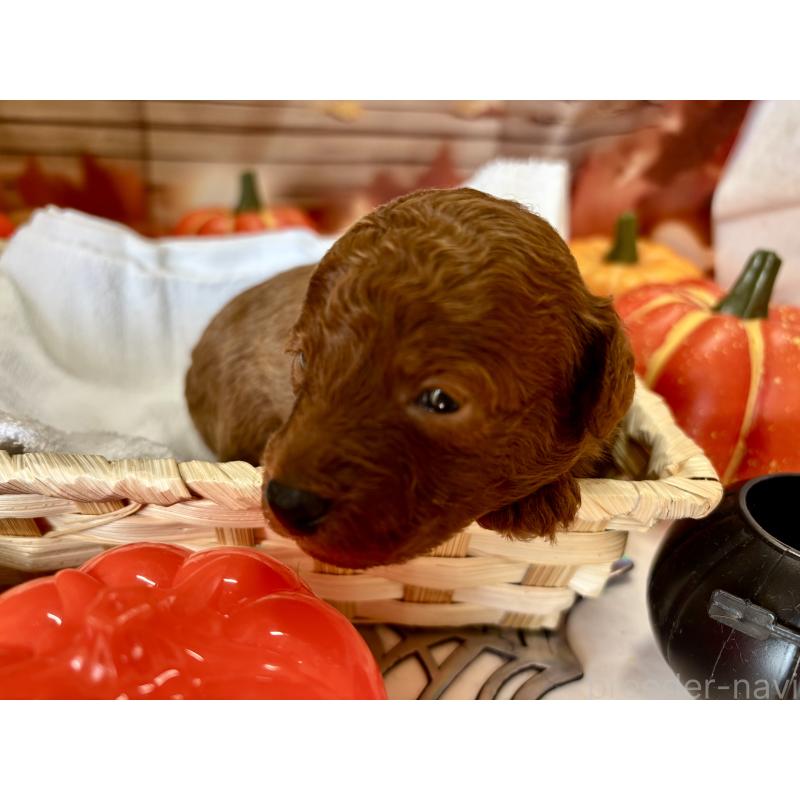 販売中の栃木県のトイプードル-423194の2枚目