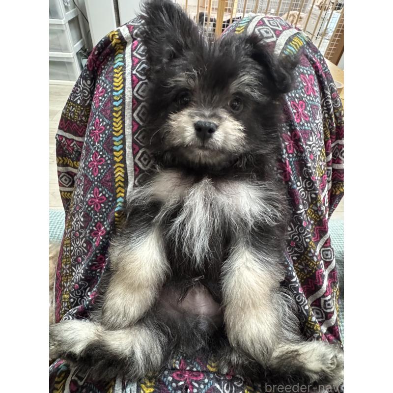 販売中の大分県のポメマル:ポメラニアン×マルチーズ-418851