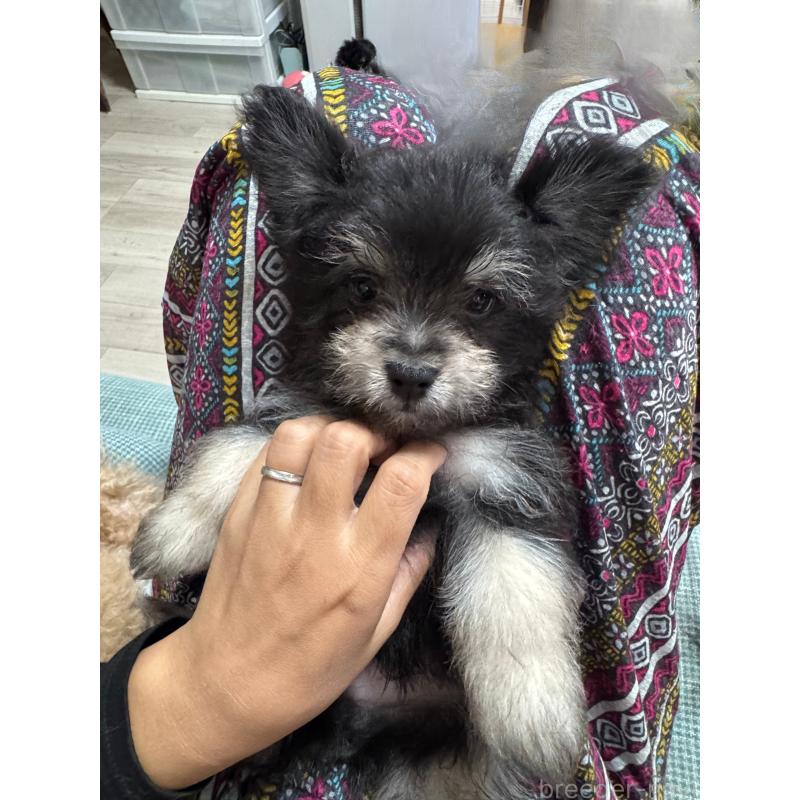 販売中の大分県のポメマル:ポメラニアン×マルチーズ-418851の3枚目