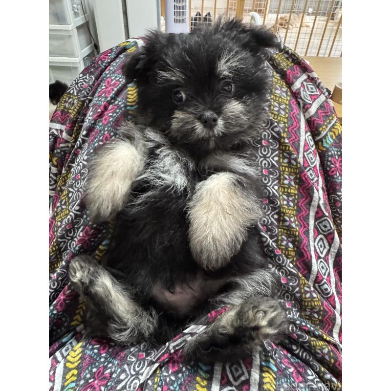 販売中の大分県のポメマル:ポメラニアン×マルチーズ-418852