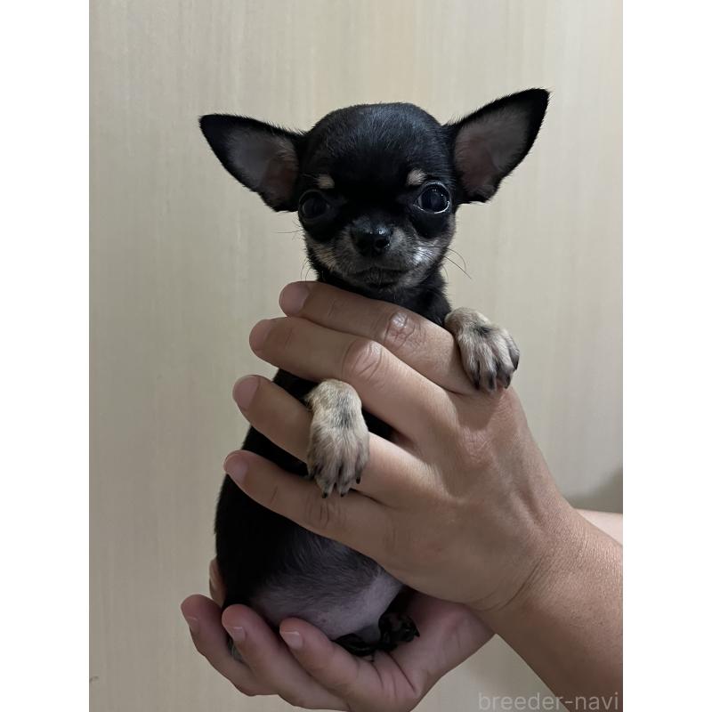 販売中ののチワワ(スムースコート)-423193