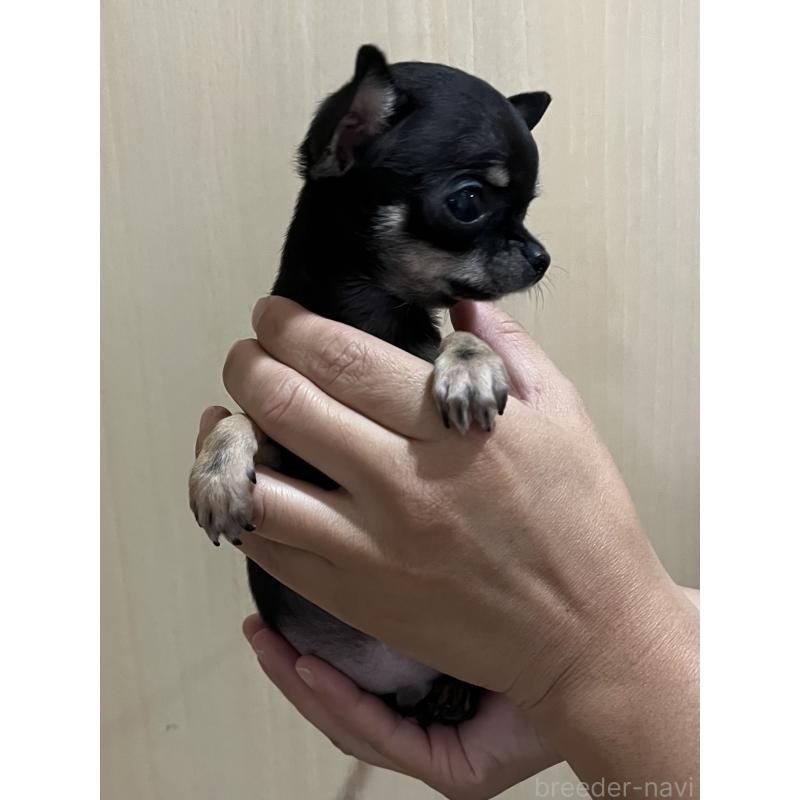 販売中の熊本県のチワワ(スムースコート)-423193の3枚目