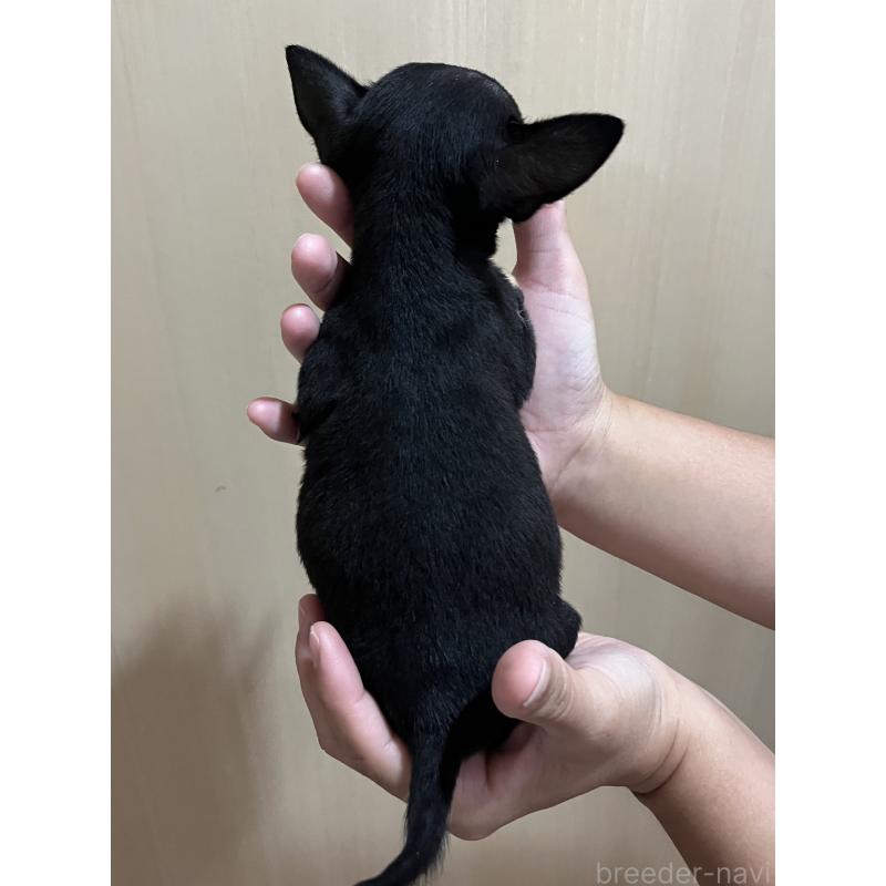 販売中の熊本県のチワワ(スムースコート)-423193の2枚目