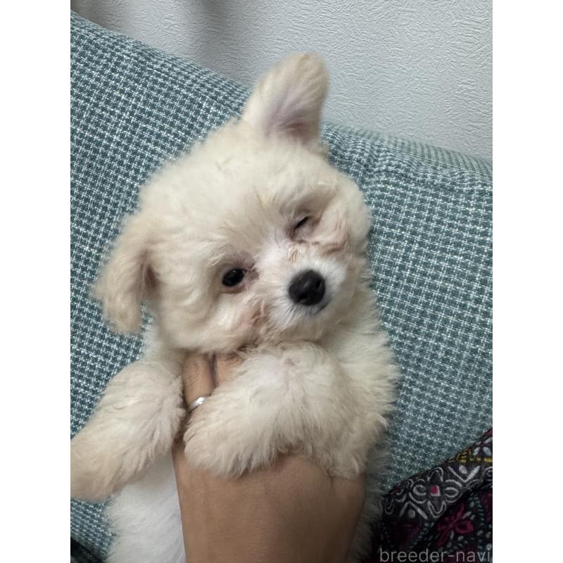 販売中の大分県のポメプー:ポメラニアン×トイプードル-418848