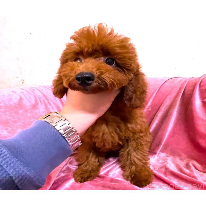 販売中の大阪府のトイプードル-410694