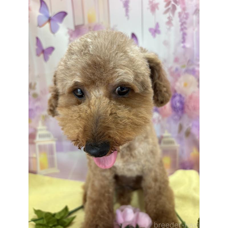 ののトイプードル-