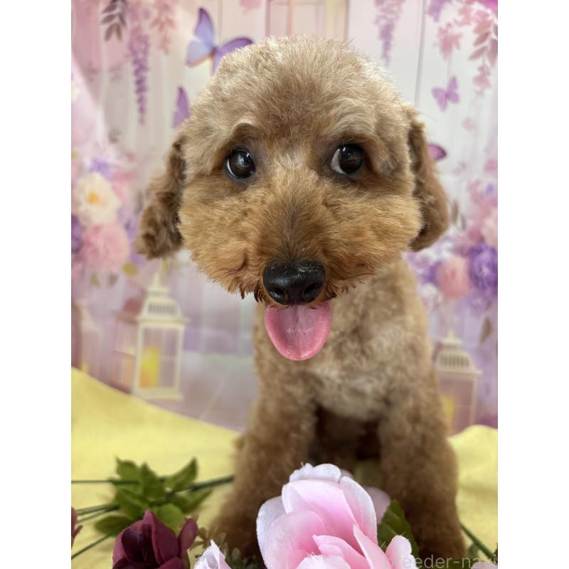 Ricoちゃん1枚目