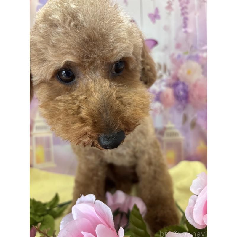 Ricoちゃん1枚目