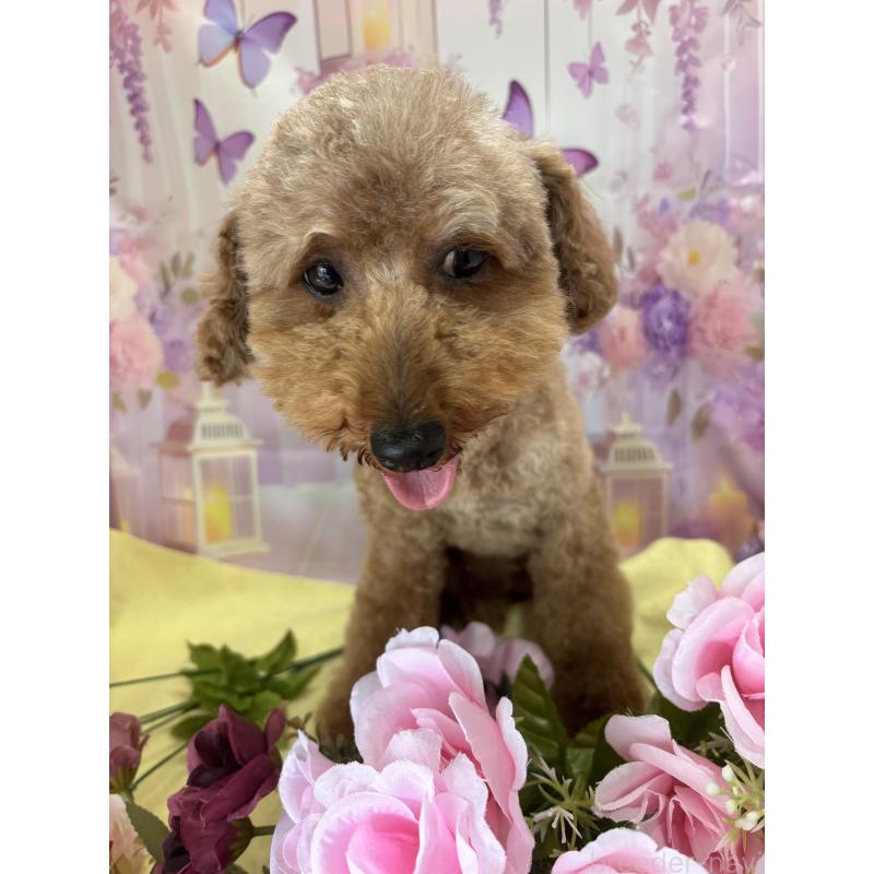 Ricoちゃん1枚目