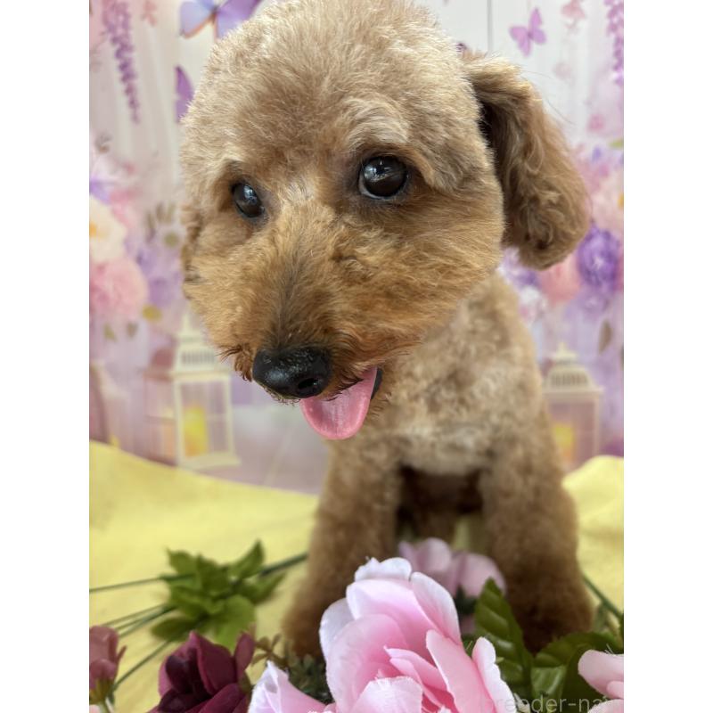 Ricoちゃん1枚目