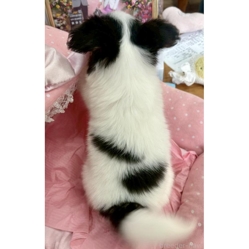 販売中の大阪府のパピヨン-423192の9枚目