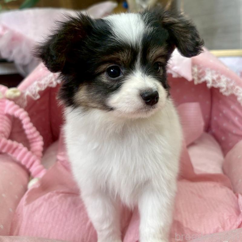 販売中の大阪府のパピヨン-423192の7枚目