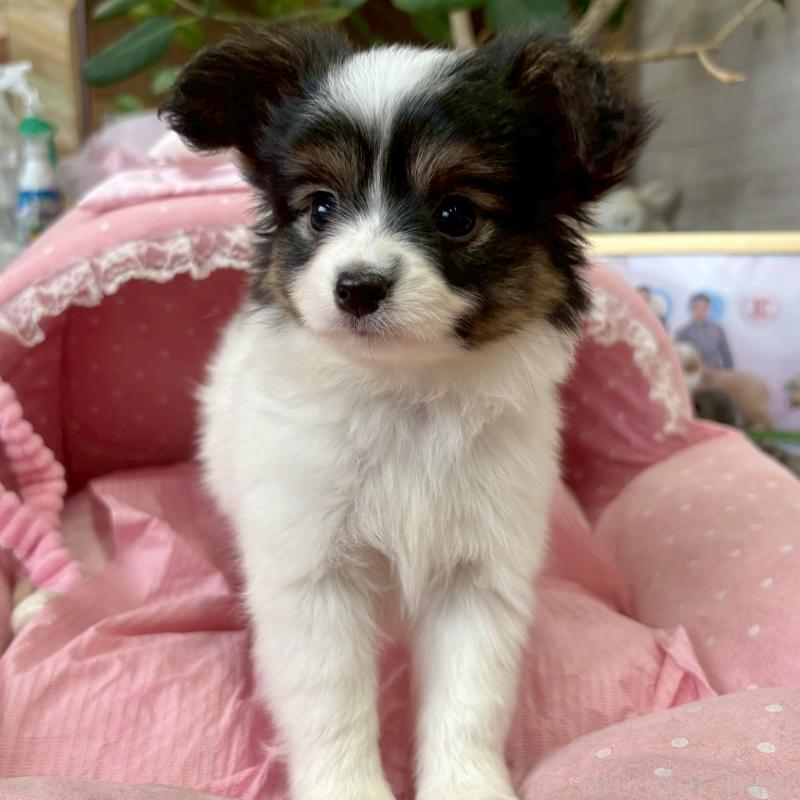 販売中の大阪府のパピヨン-423192の6枚目