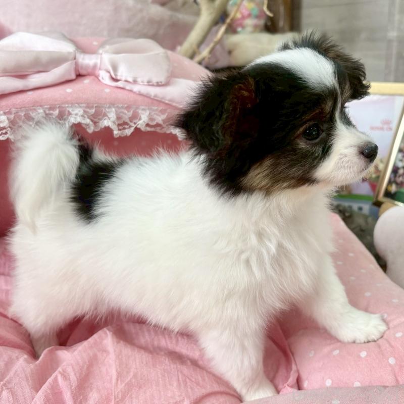 販売中の大阪府のパピヨン-423192の5枚目