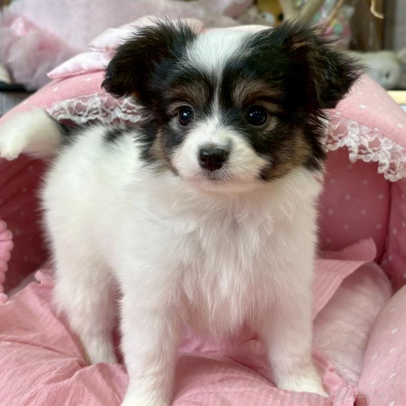 販売中の大阪府のパピヨン-423192の4枚目