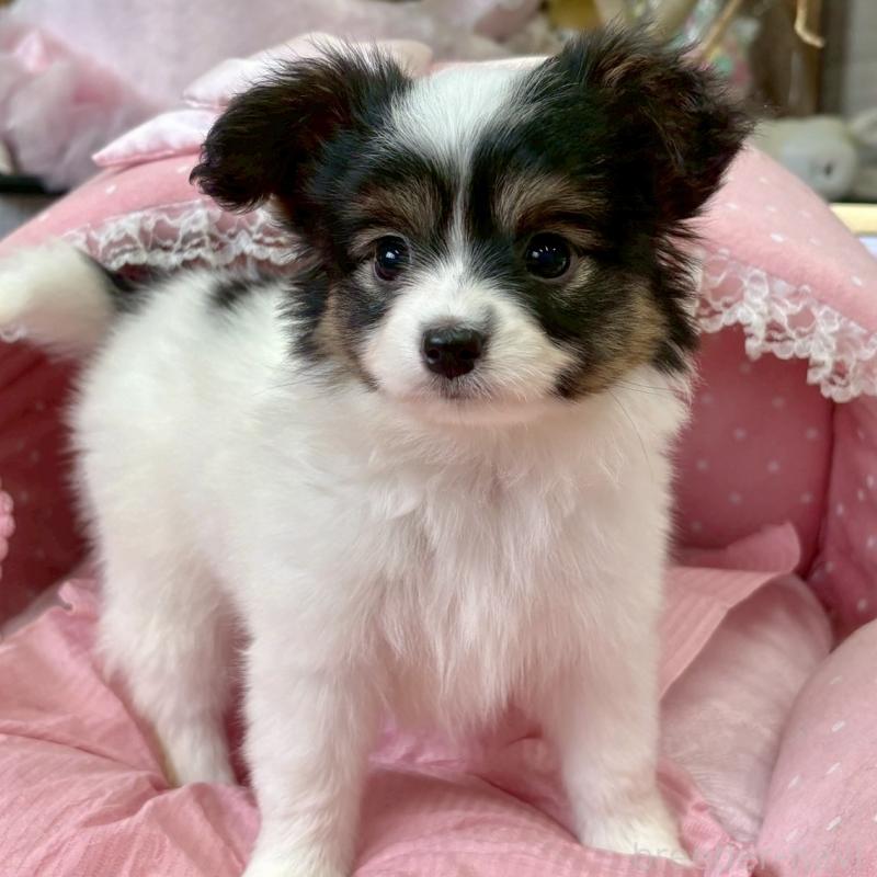 販売中の大阪府のパピヨン-423192の3枚目