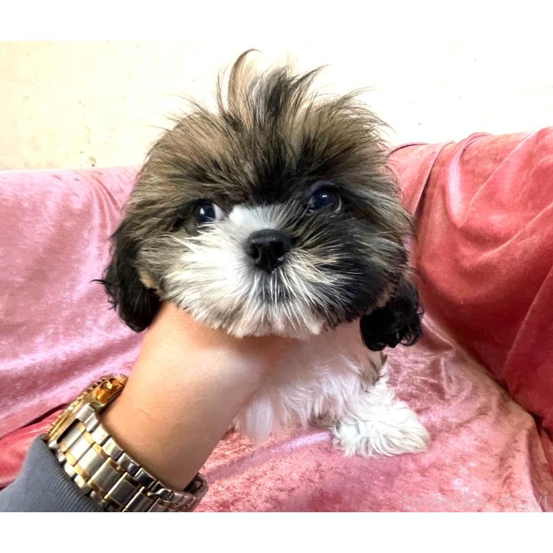 販売中の大阪府のマルシーズー:マルチーズ×シーズー-414190の1枚目