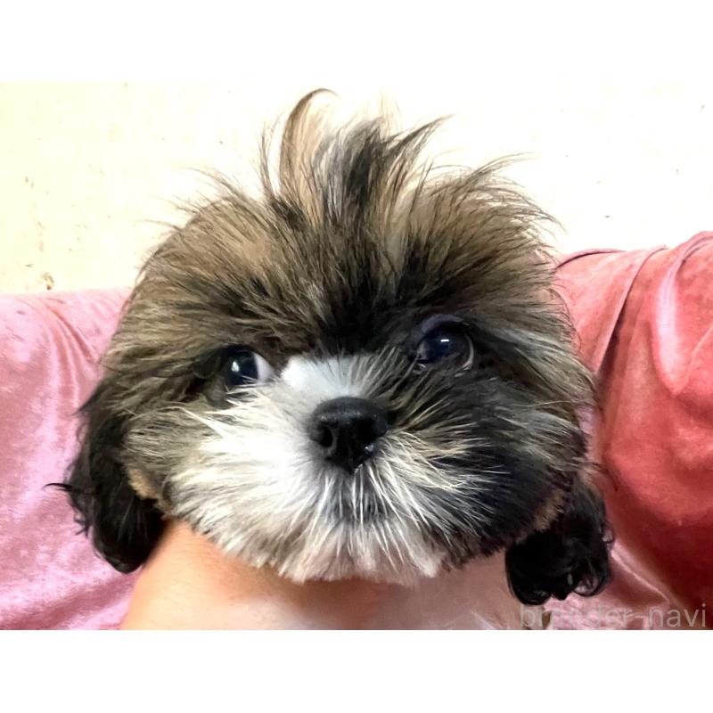 販売中の大阪府のマルシーズー:マルチーズ×シーズー-414190の5枚目