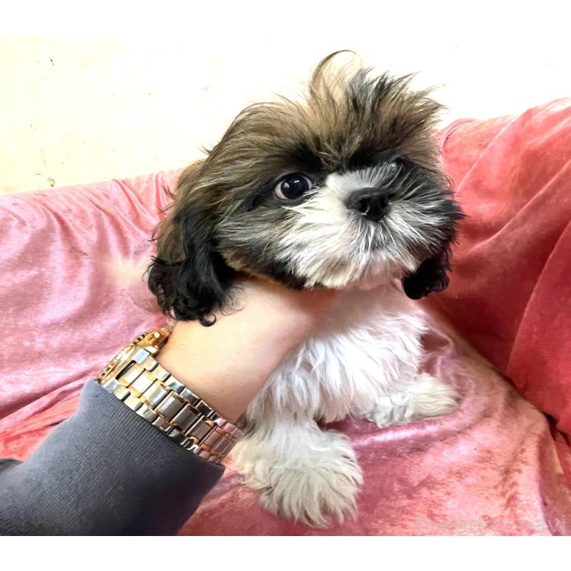 販売中の大阪府のマルシーズー:マルチーズ×シーズー-414190の4枚目