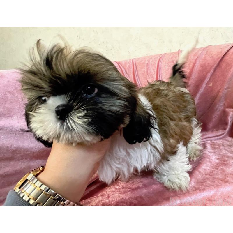 販売中の大阪府のマルシーズー:マルチーズ×シーズー-414190の3枚目