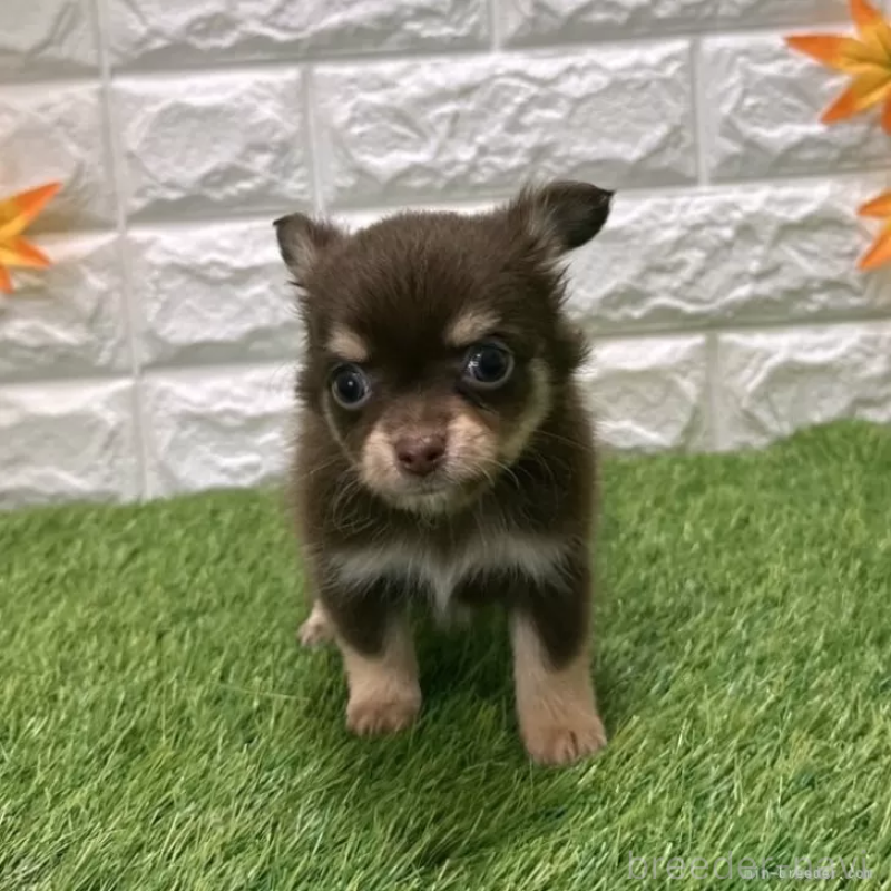 成約済の愛知県のチワワ(ロングコート)-421811の1枚目