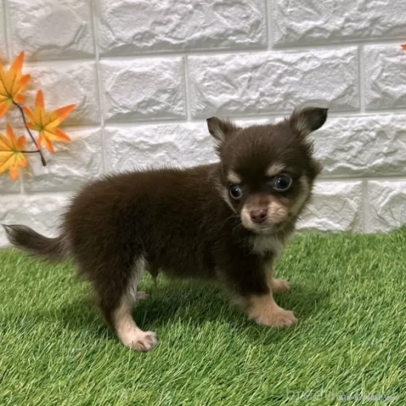 成約済の愛知県のチワワ(ロングコート)-421811の5枚目