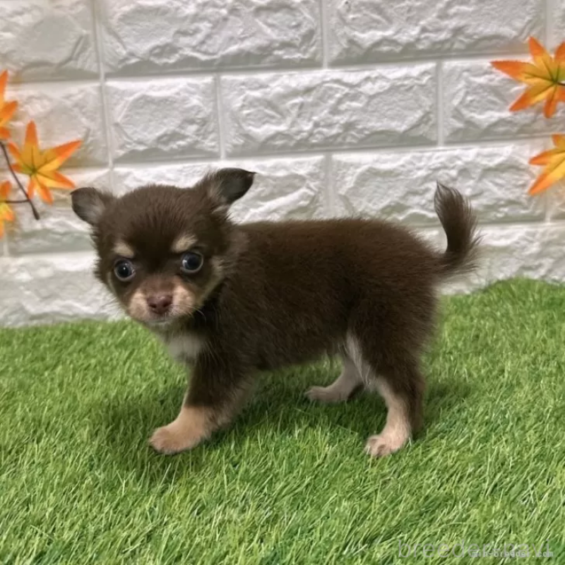 成約済の愛知県のチワワ(ロングコート)-421811の4枚目