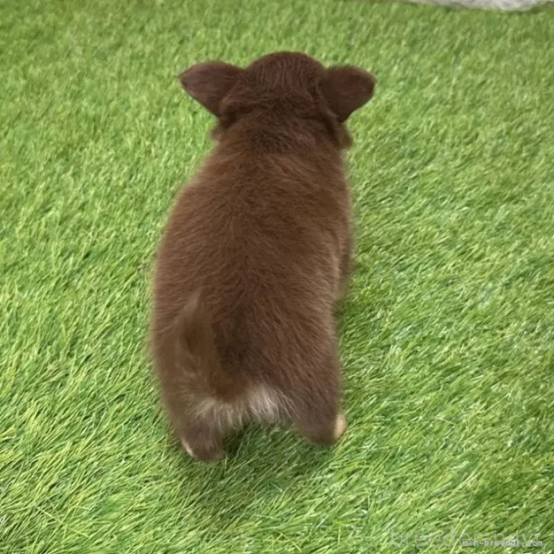 成約済の愛知県のチワワ(ロングコート)-421811の2枚目