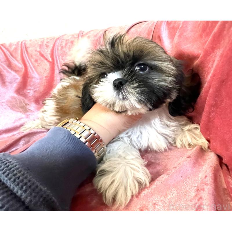 販売中の大阪府のマルシーズー:マルチーズ×シーズー-414190の2枚目