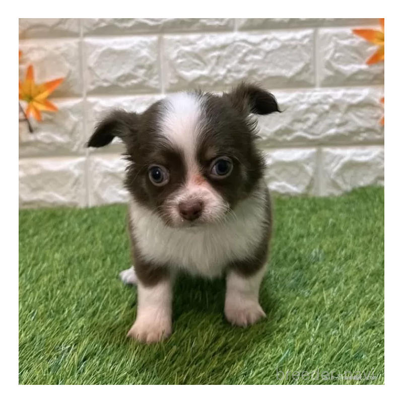 成約済ののチワワ(ロングコート)-421807