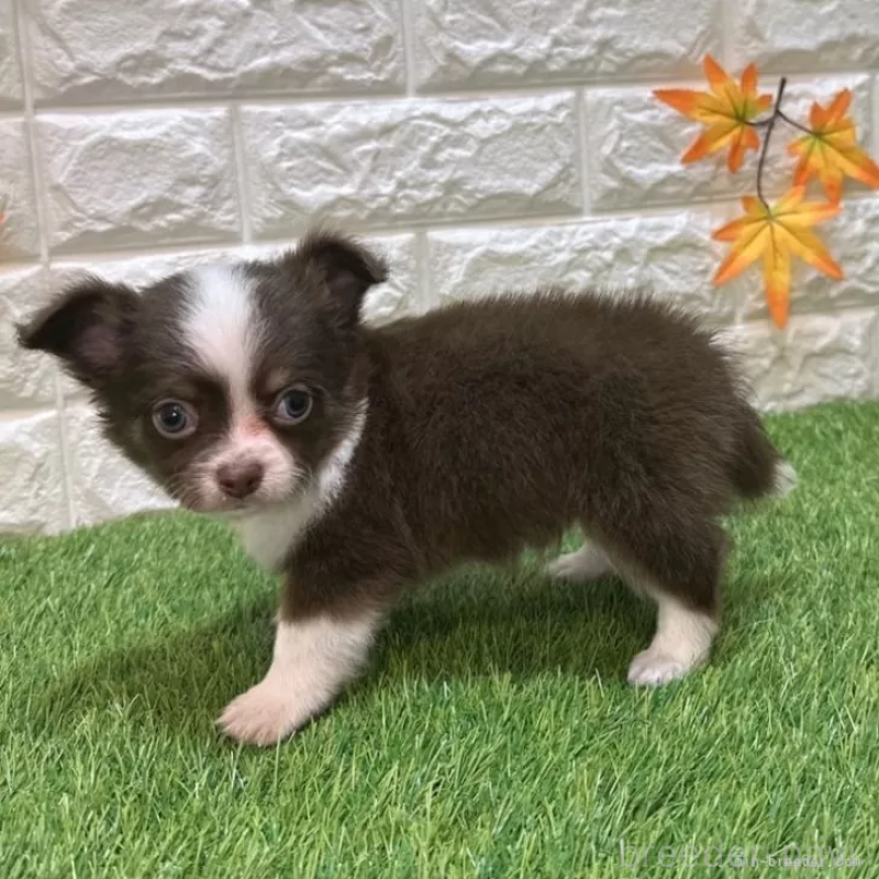 成約済の愛知県のチワワ(ロングコート)-421807の4枚目