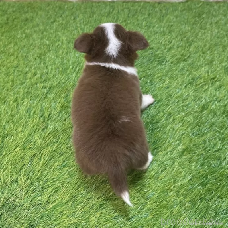 成約済の愛知県のチワワ(ロングコート)-421807の2枚目