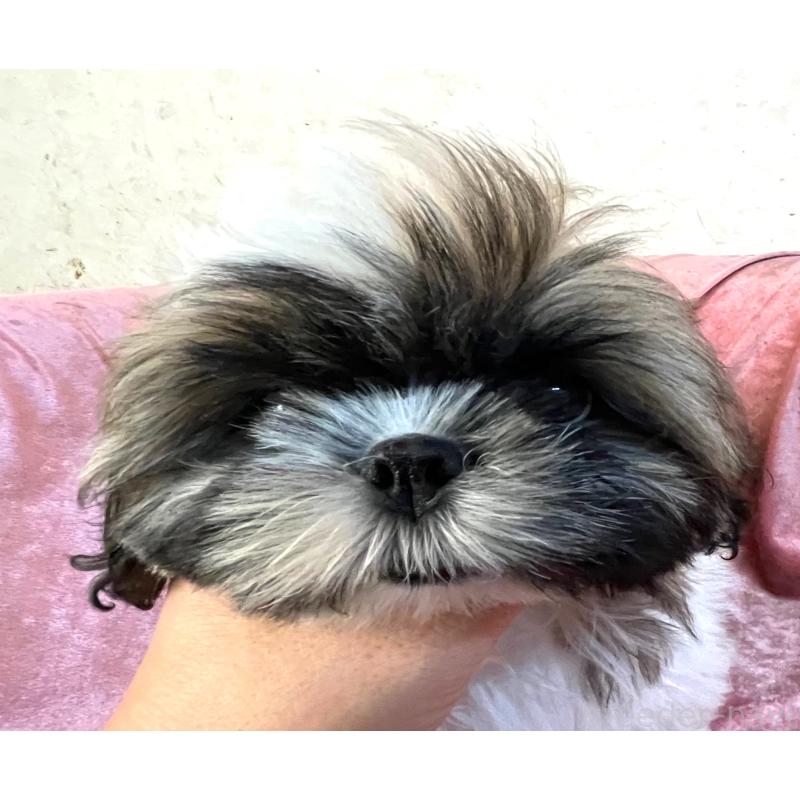 販売中の大阪府のマルシーズー:マルチーズ×シーズー-414194の5枚目