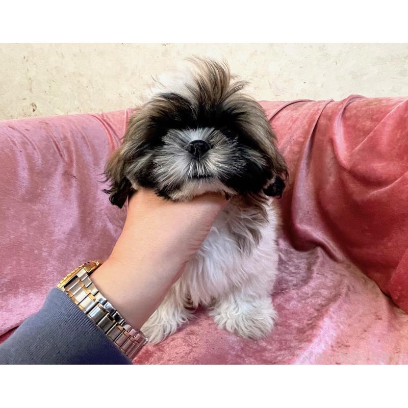 販売中の大阪府のマルシーズー:マルチーズ×シーズー-414194