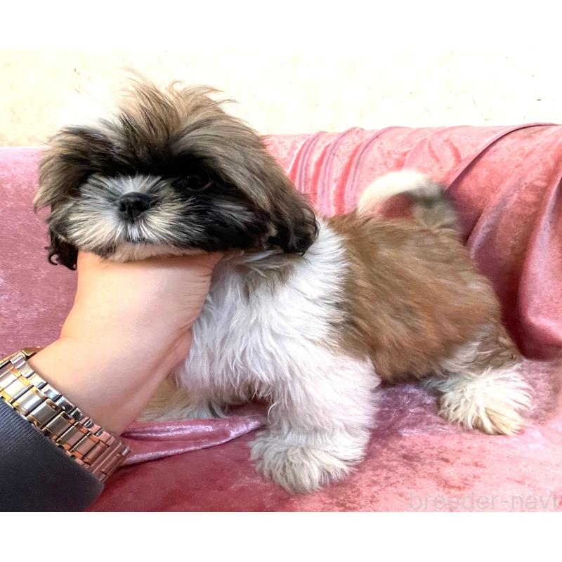 販売中の大阪府のマルシーズー:マルチーズ×シーズー-414194の3枚目