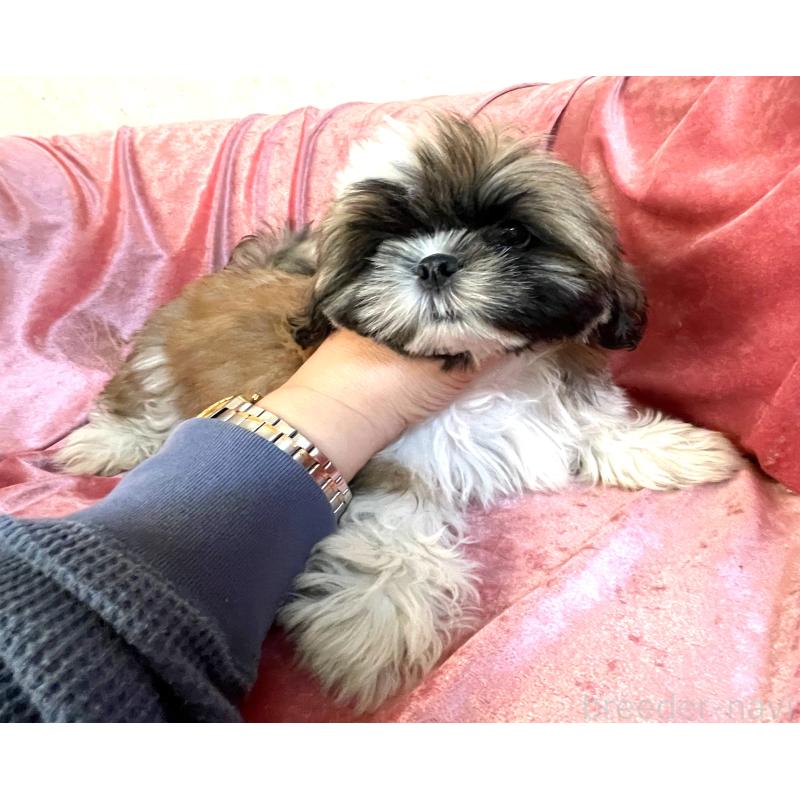 販売中の大阪府のマルシーズー:マルチーズ×シーズー-414194の2枚目