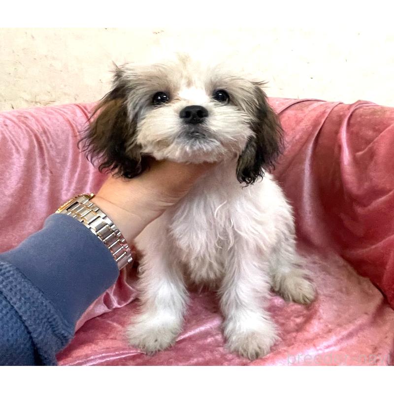 販売中の大阪府のマルシーズー:マルチーズ×シーズー-414191