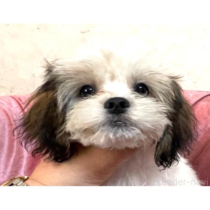 販売中の大阪府のマルシーズー:マルチーズ×シーズー-414191の5枚目