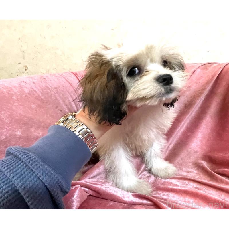 販売中の大阪府のマルシーズー:マルチーズ×シーズー-414191の4枚目