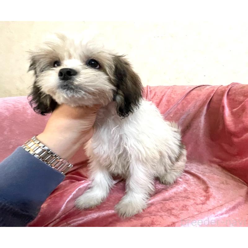 販売中の大阪府のマルシーズー:マルチーズ×シーズー-414191の3枚目