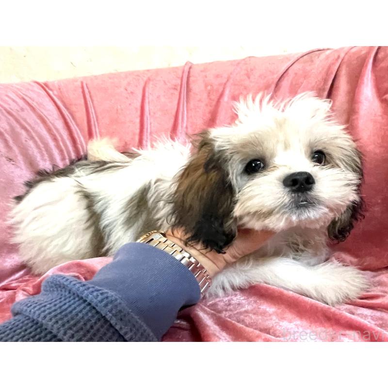 販売中の大阪府のマルシーズー:マルチーズ×シーズー-414191の2枚目