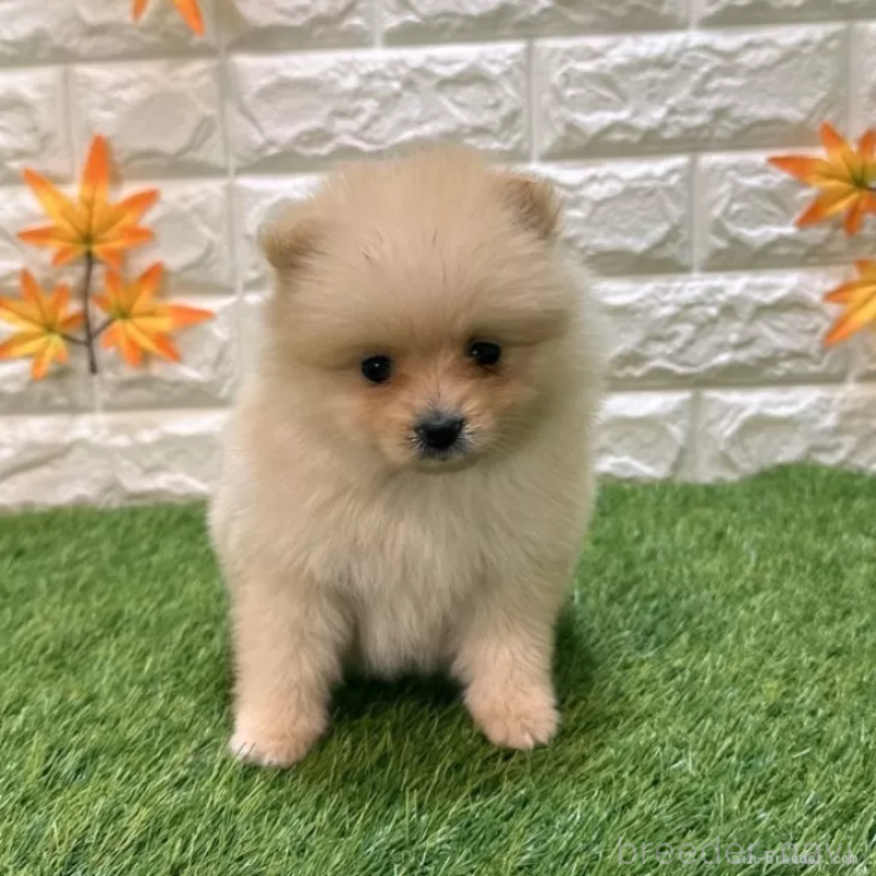 成約済の愛知県のポメラニアン-421794の1枚目