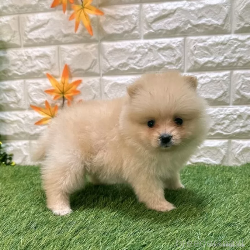 成約済の愛知県のポメラニアン-421794の5枚目